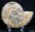 Inch Split Ammonite (Half) #2610-1